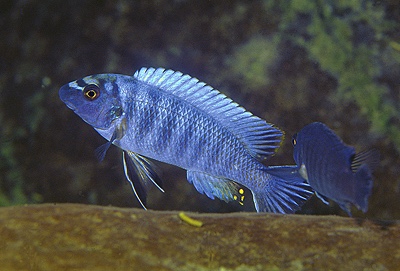 Labeotropheus trewavasae 'Lumessi South'